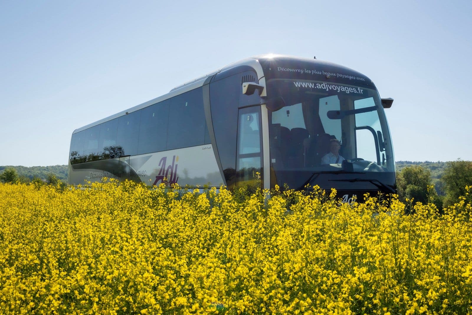 Autocar ADJ Voyages longeant un champ de colza en fleurs